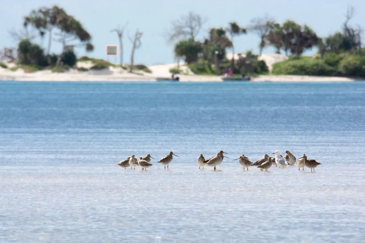 WhimbrelBar-tailed-Godwits-Caloundra