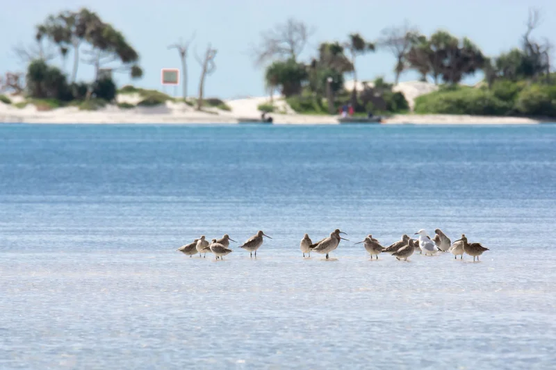 WhimbrelBar-tailed-Godwits-Caloundra-sm.jpg