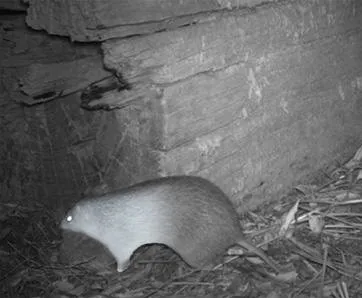 Bandicoot_Northern-brown-bandicoot-1-cropped.jpg