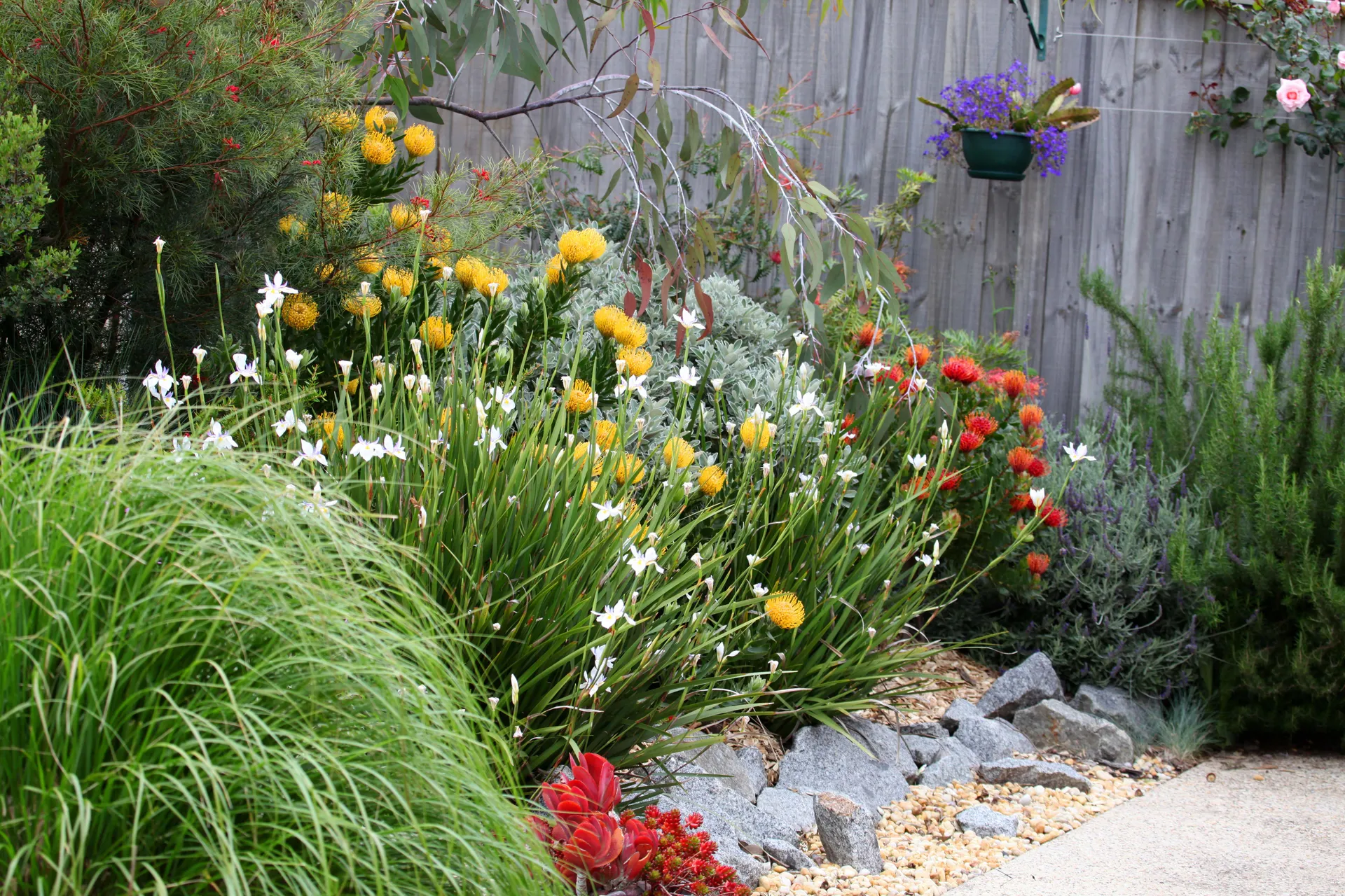 Native Australian garden