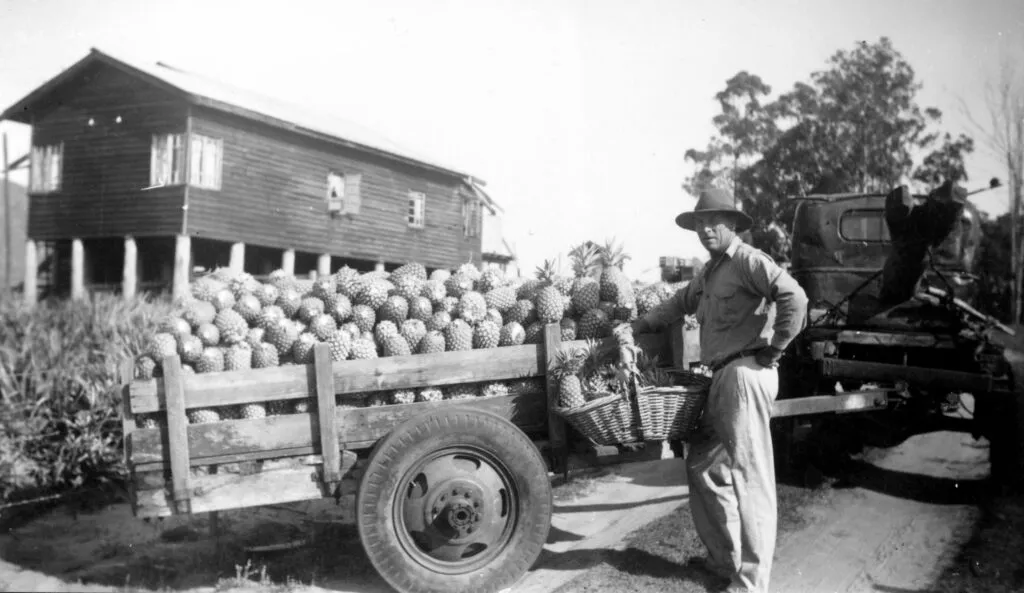 Bill-Burgess-of-Fourwinds-Glass-House-Mountains-standing-next-to-a-trailer-load-of-pineapples-ready-to-pack-for-the-Golden-Circle-cannery-ca-1950-1024x593.jpg