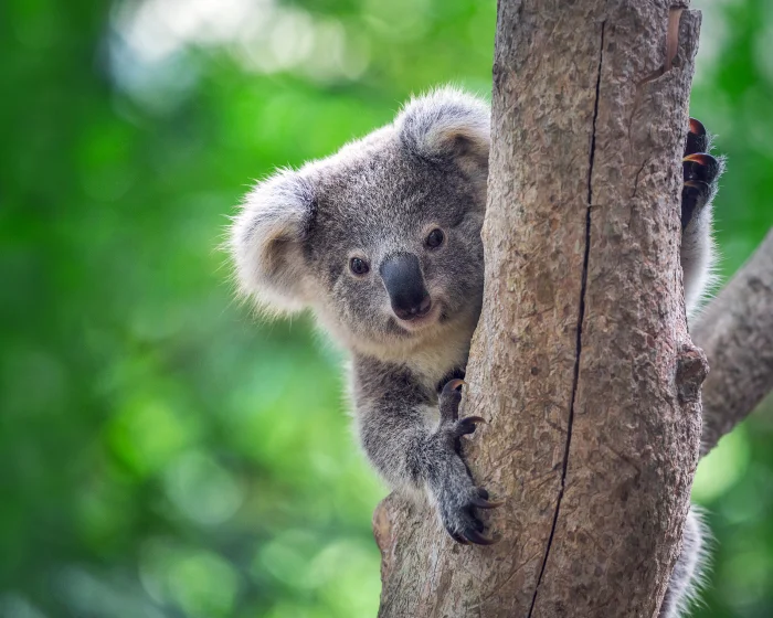 How you can help save koalas