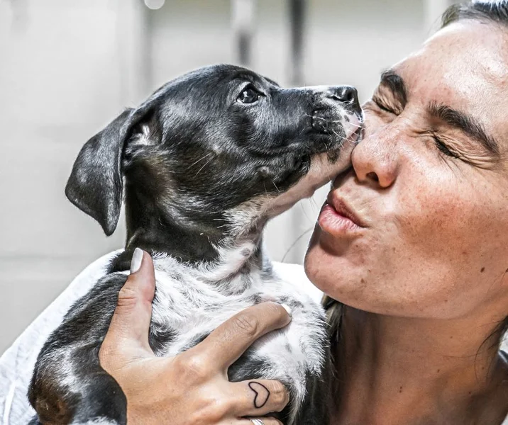A small dog licks a young woman's face.