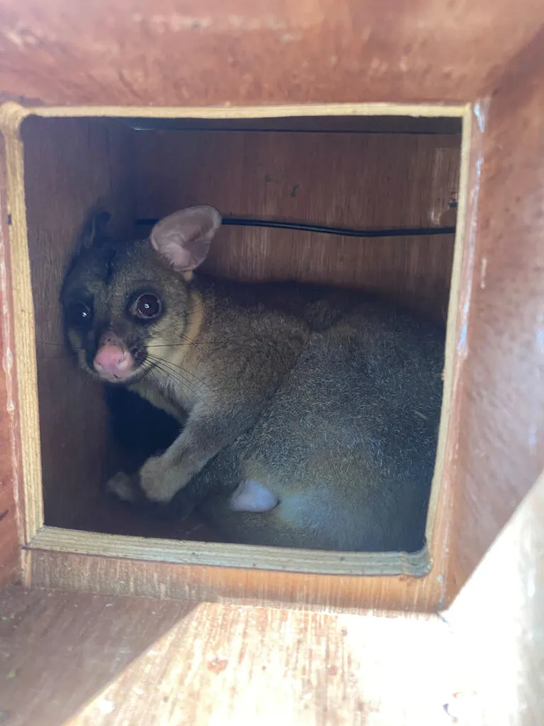 Wildlife snuggling up inside the older style plywood nestbox.
