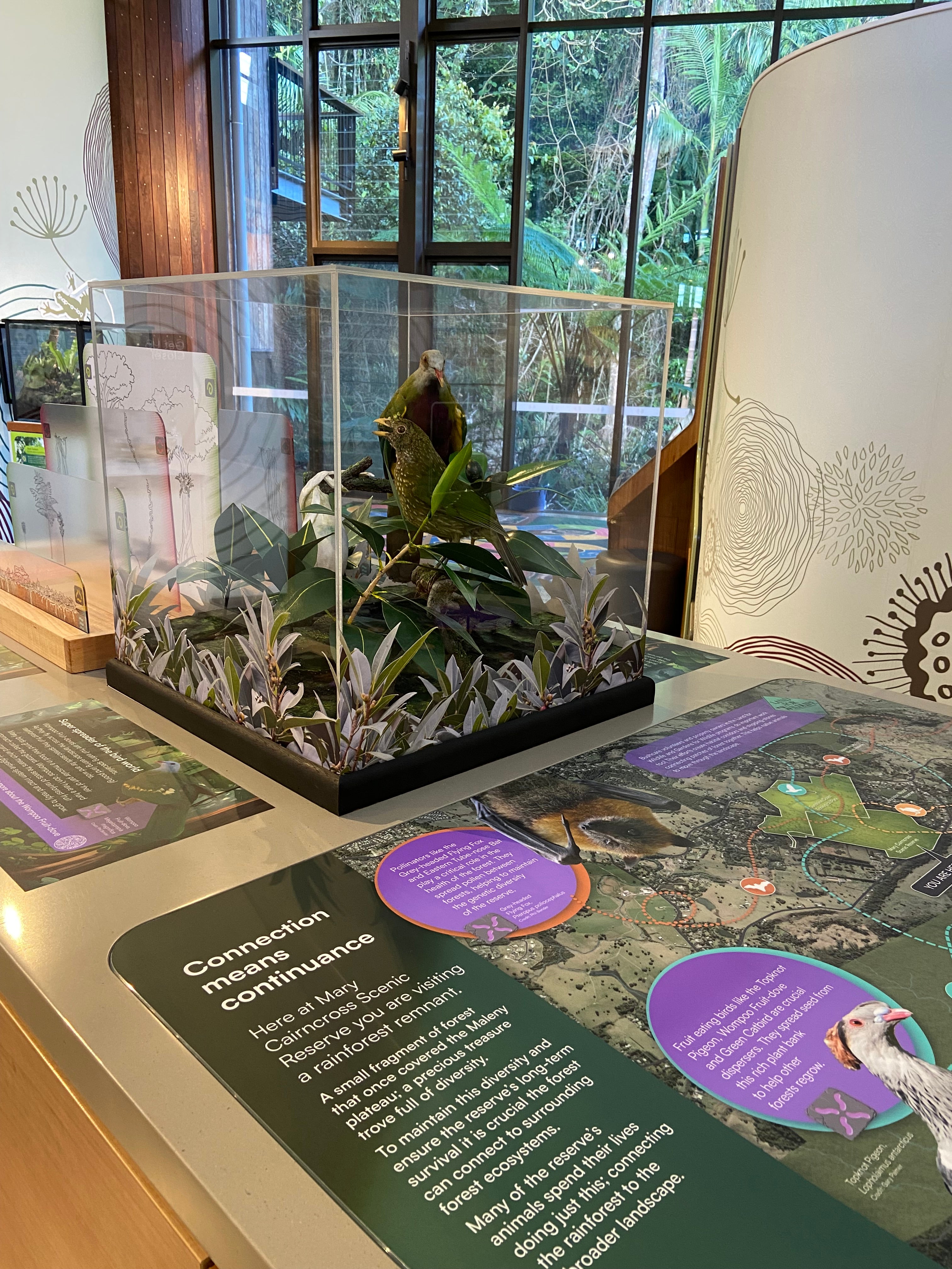 New exhibit at Mary Cairncross Scenic Reserve Rainforest Discovery Centre