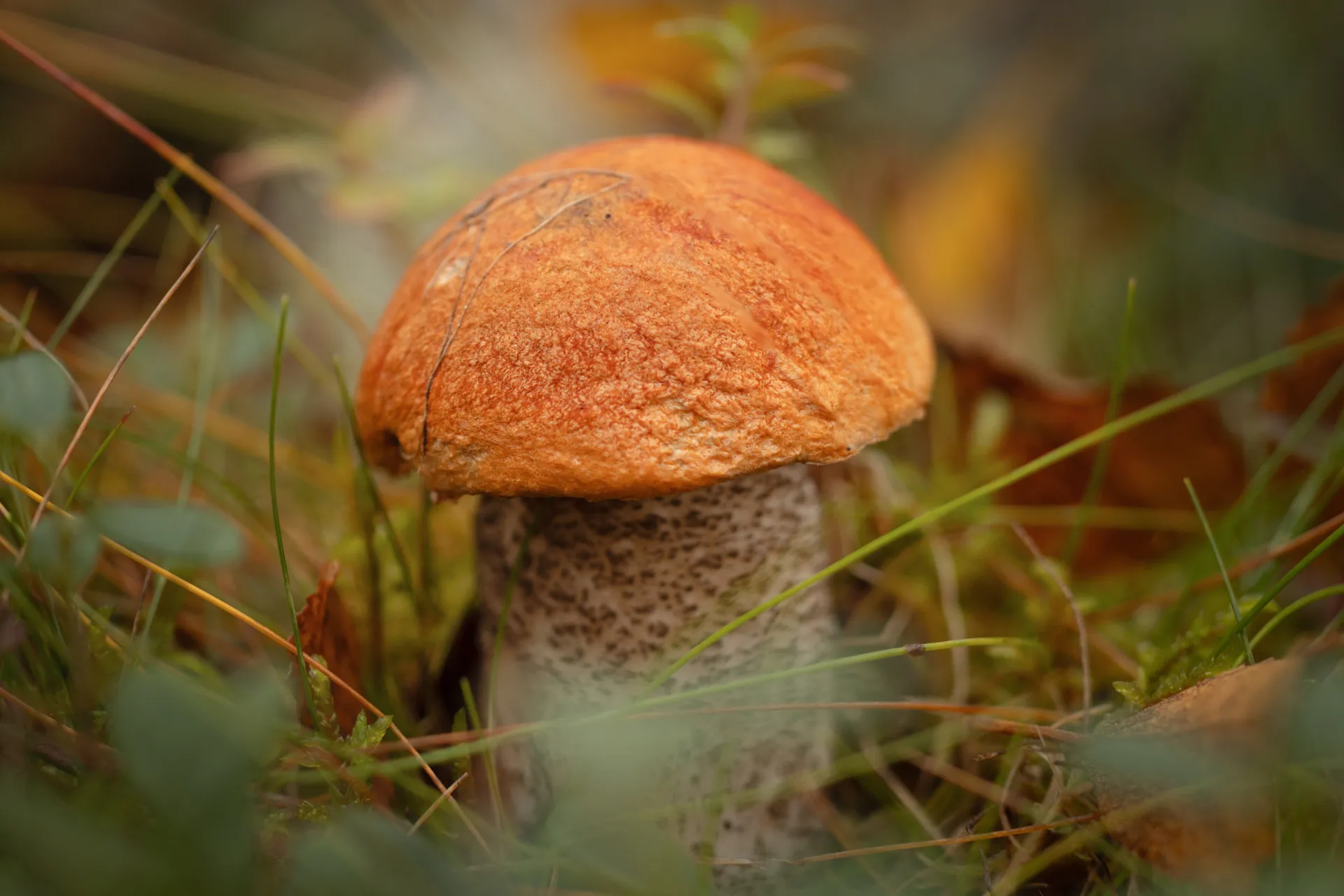 orange cap boletus