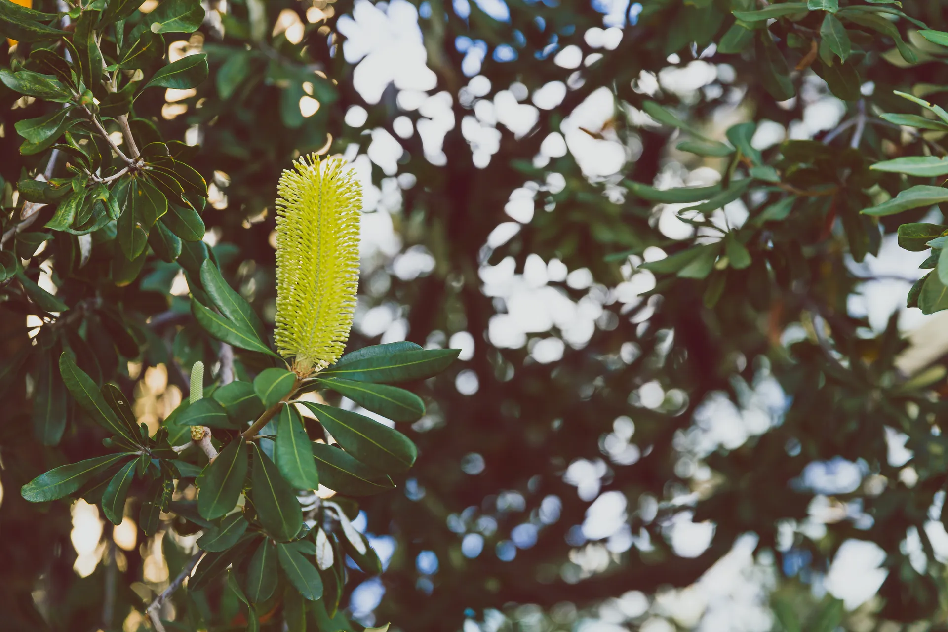 close-up of beautiful subtropical Banksia Costata Buttle Brush