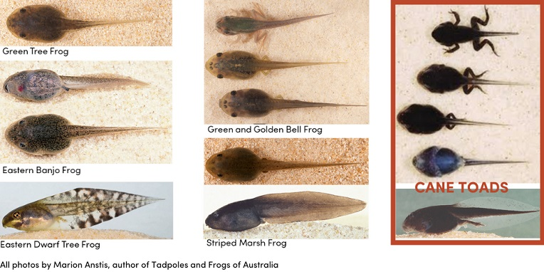 Trapping cane toad tadpoles