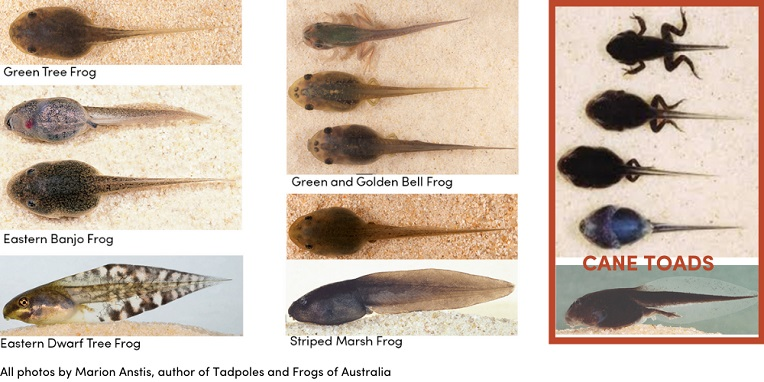 CANE TOAD TADPOLE CONTROL