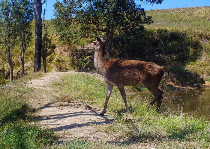 A deer caught on camera near a dam in Conondale.