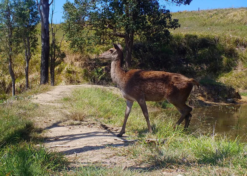 A deer caught on camera near a dam in Conondale.