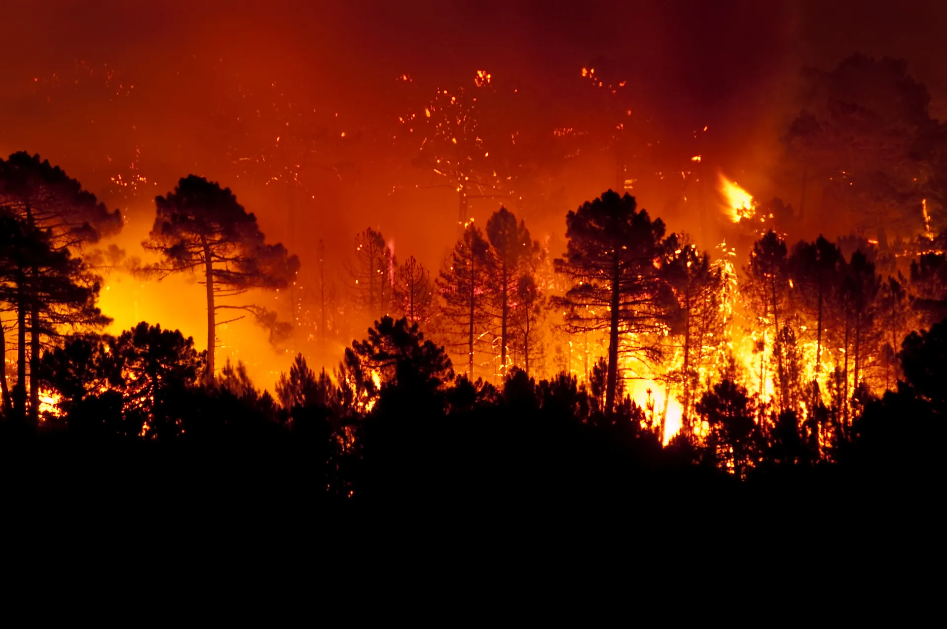 Bushfire