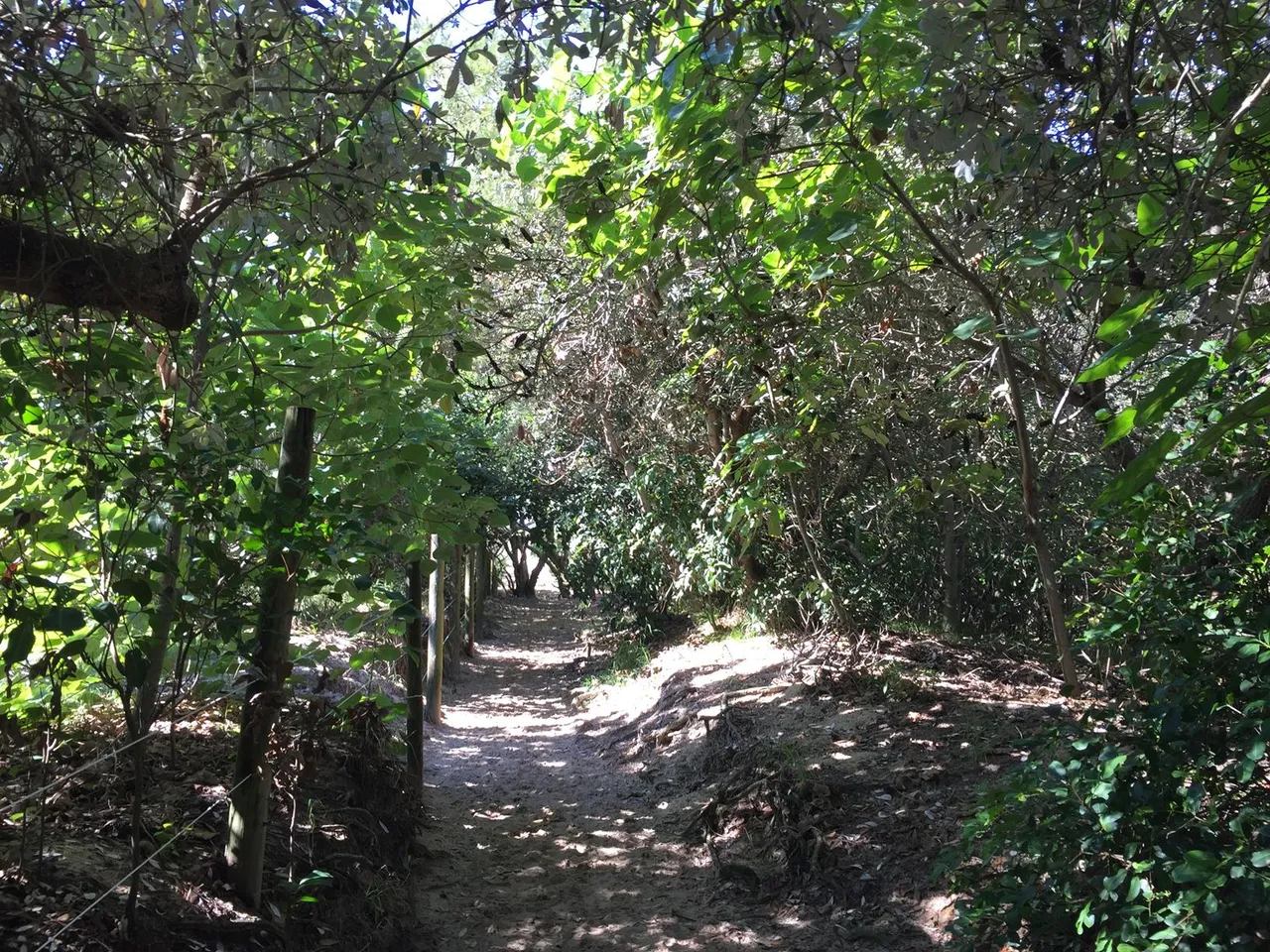 Pincushion Island Beach Walk
