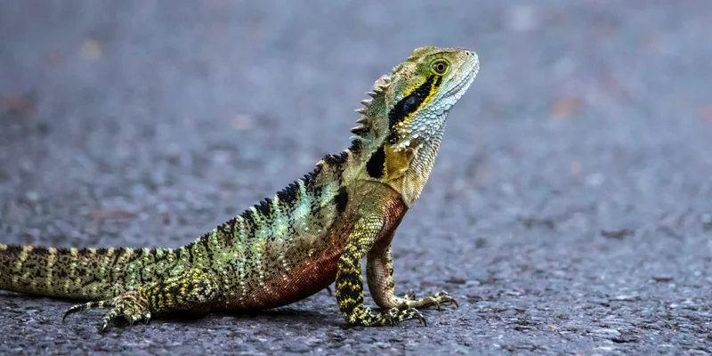 Water-Dragon-AdobeStock_579983507-scaled.jpeg