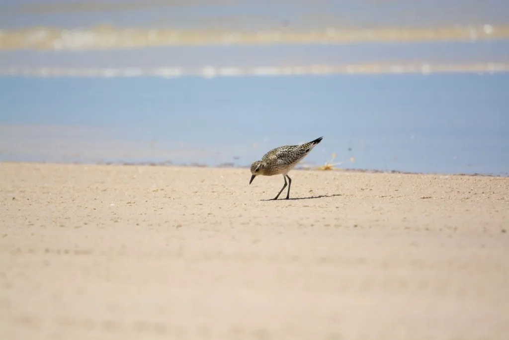 Pacific-Golden-Plover-3-1-1024x683.jpg