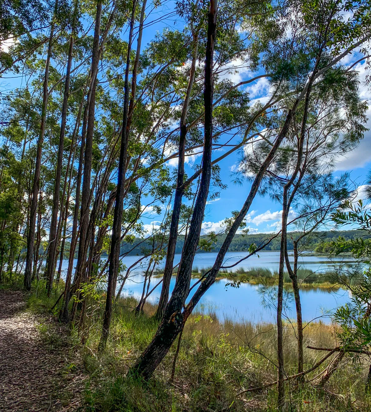 Cooloolabin Dam – Day-use short walk
