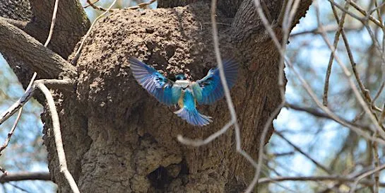 Blue bird and a tree