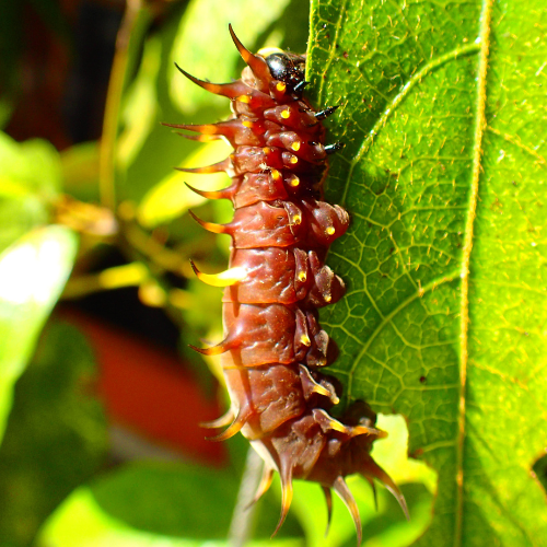 Richmond birdwing caterpillar on Richmond birdwing vine.png