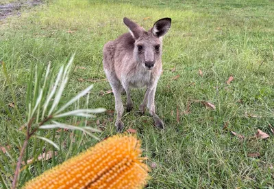 kangaroo on Brannocks Reserve
