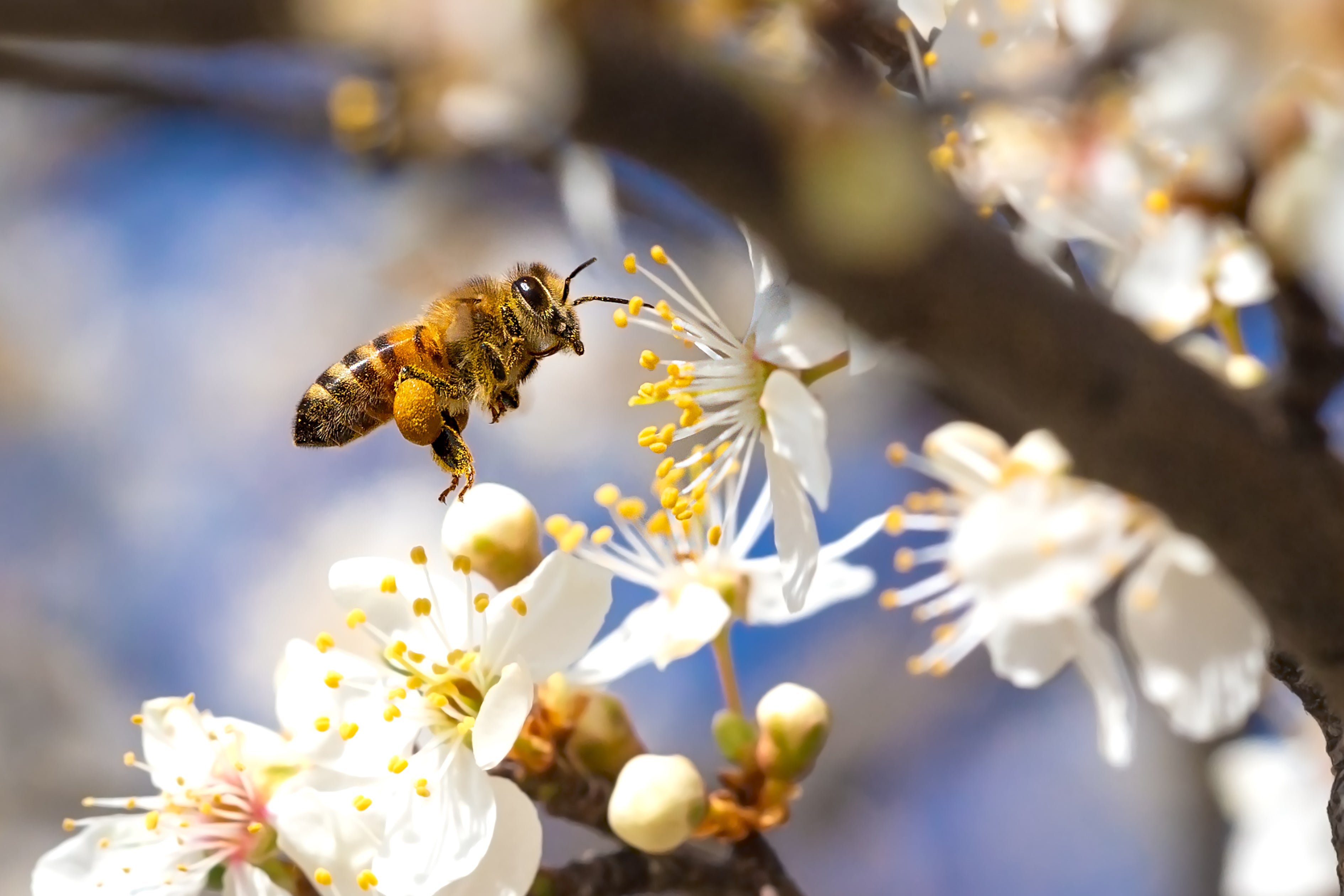 bee visiting white flowers