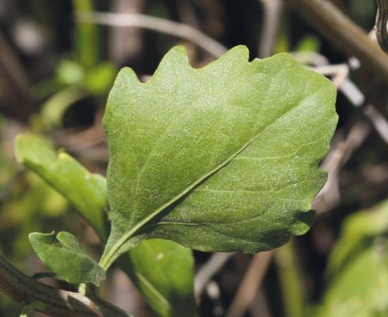 Groundsel bush leaf