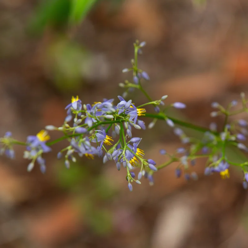 Flax lily square - Ben Lockens.jpg