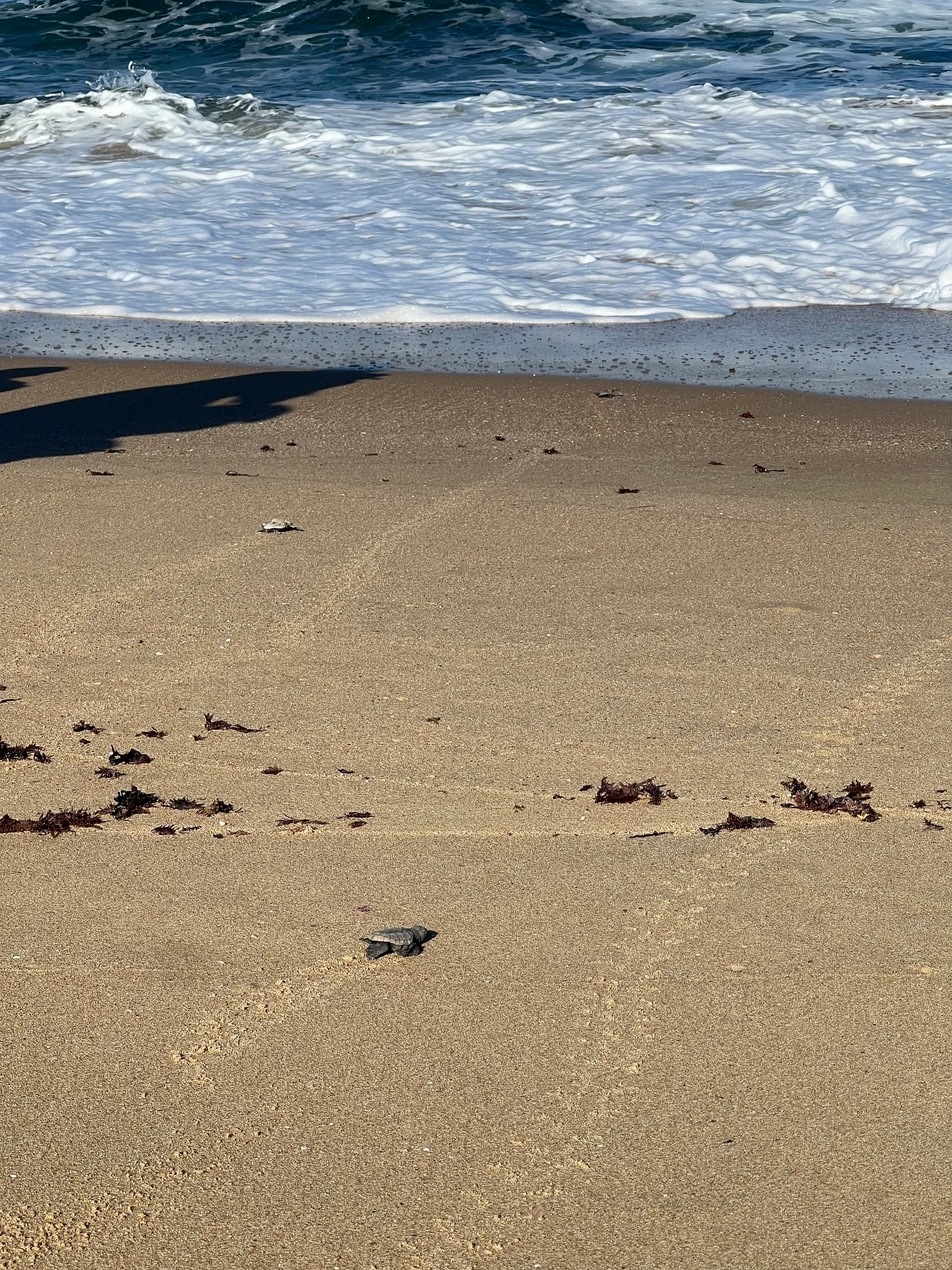 Critically endangered loggerhead turtle hatchlings on Shelly Beach