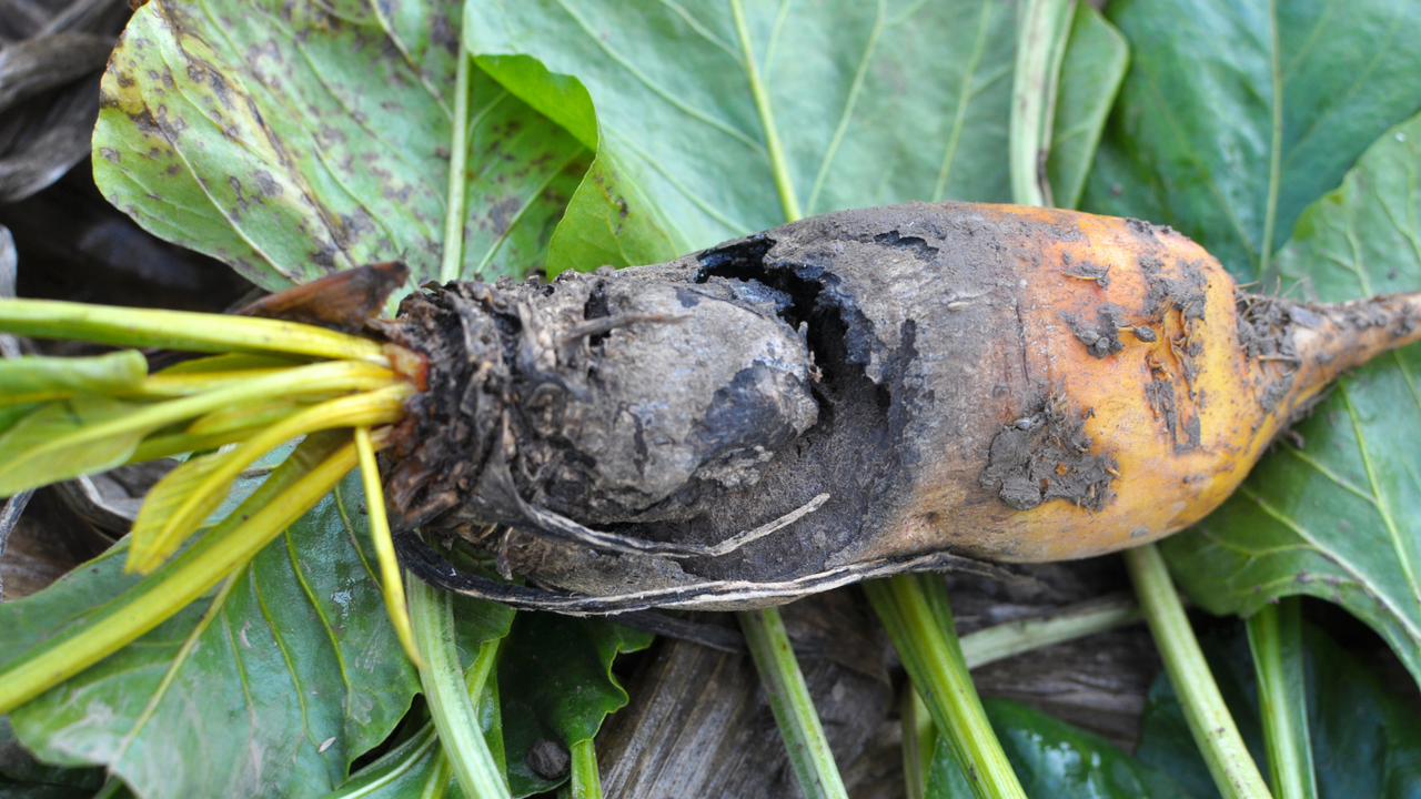 root rot