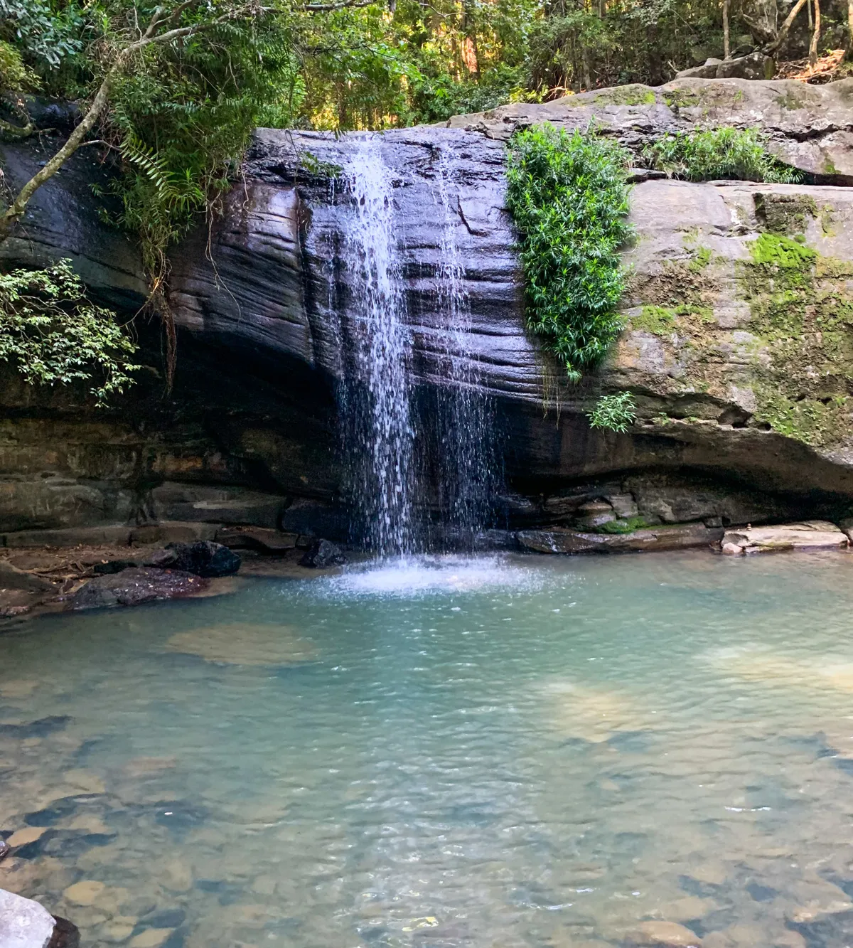 Buderim Forest Park - Falls Loop