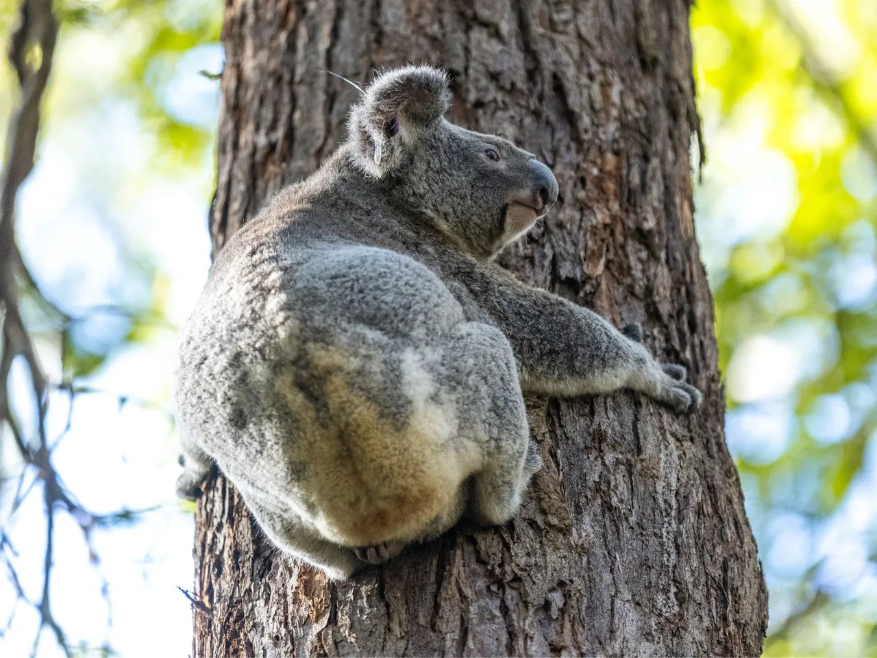 Koala Detectives and walking with Koalas. Fun guide picture of a Koala holding tightly to a tree.