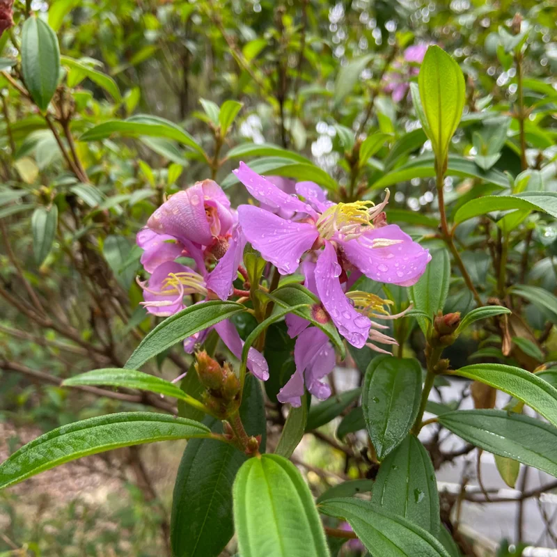 Pink tongue - square RF.jpg