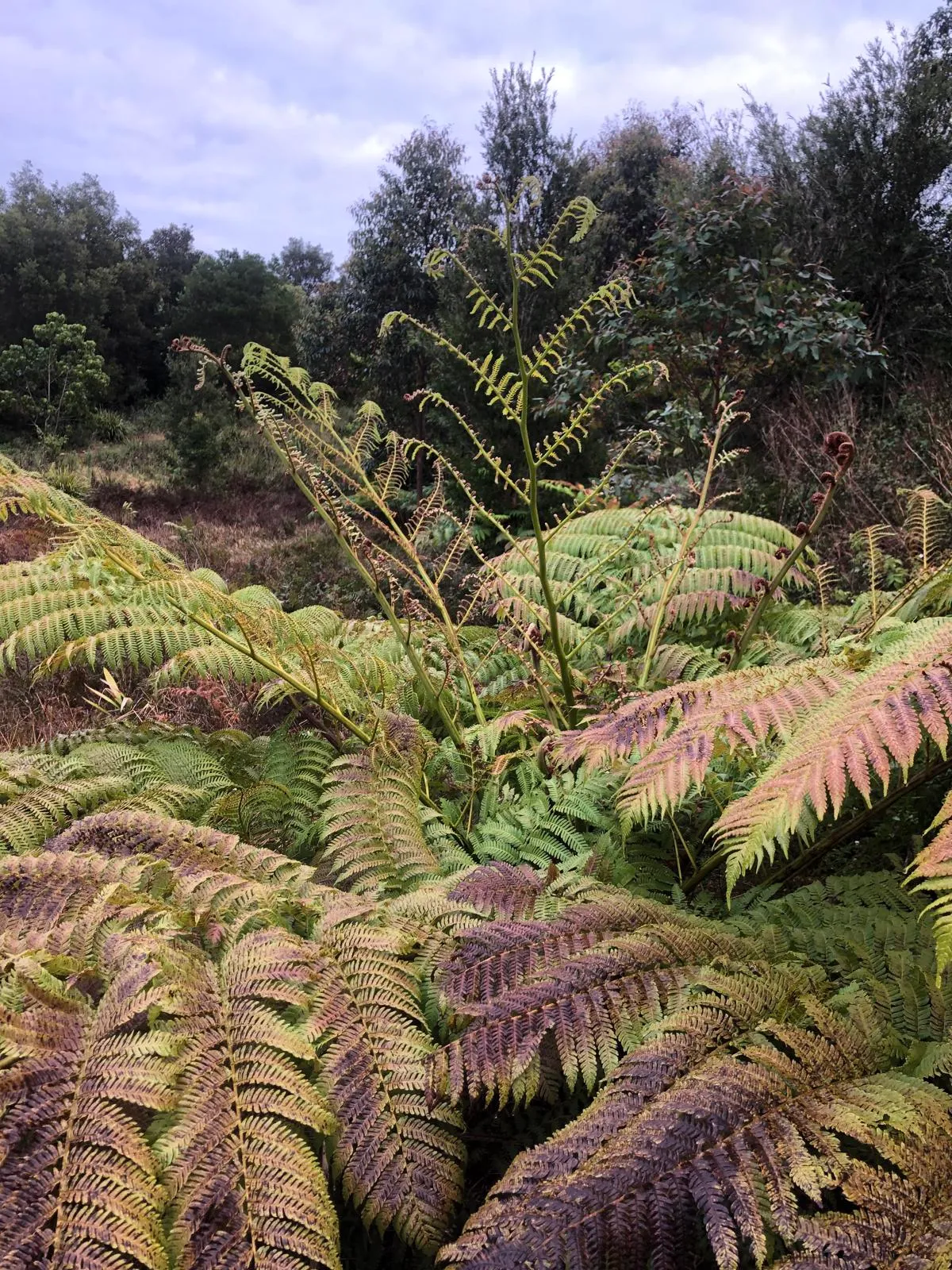 Maleny Northern Wetlands Trail