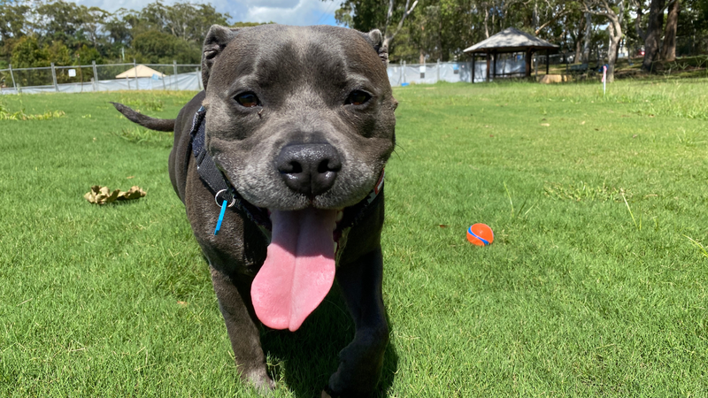 Buderim-dog-park.png