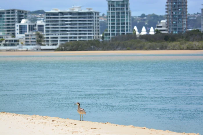 How you can help protect shorebirds