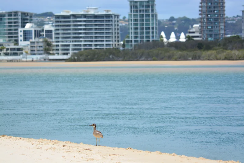 Beach%20Stone-Curlew%20Maroochy%20North%20Shore%20Nov%202023.JPG