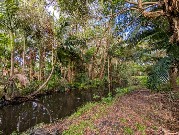 Discover hidden rainforest gem in popular coastal area