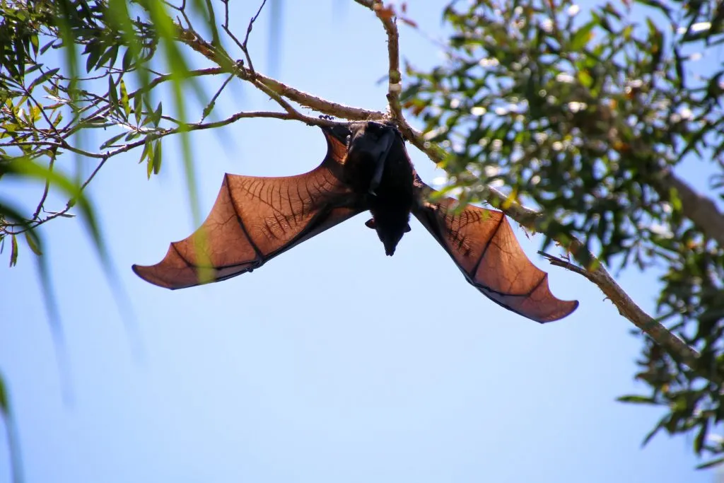 Flying foxes on the Sunshine Coast