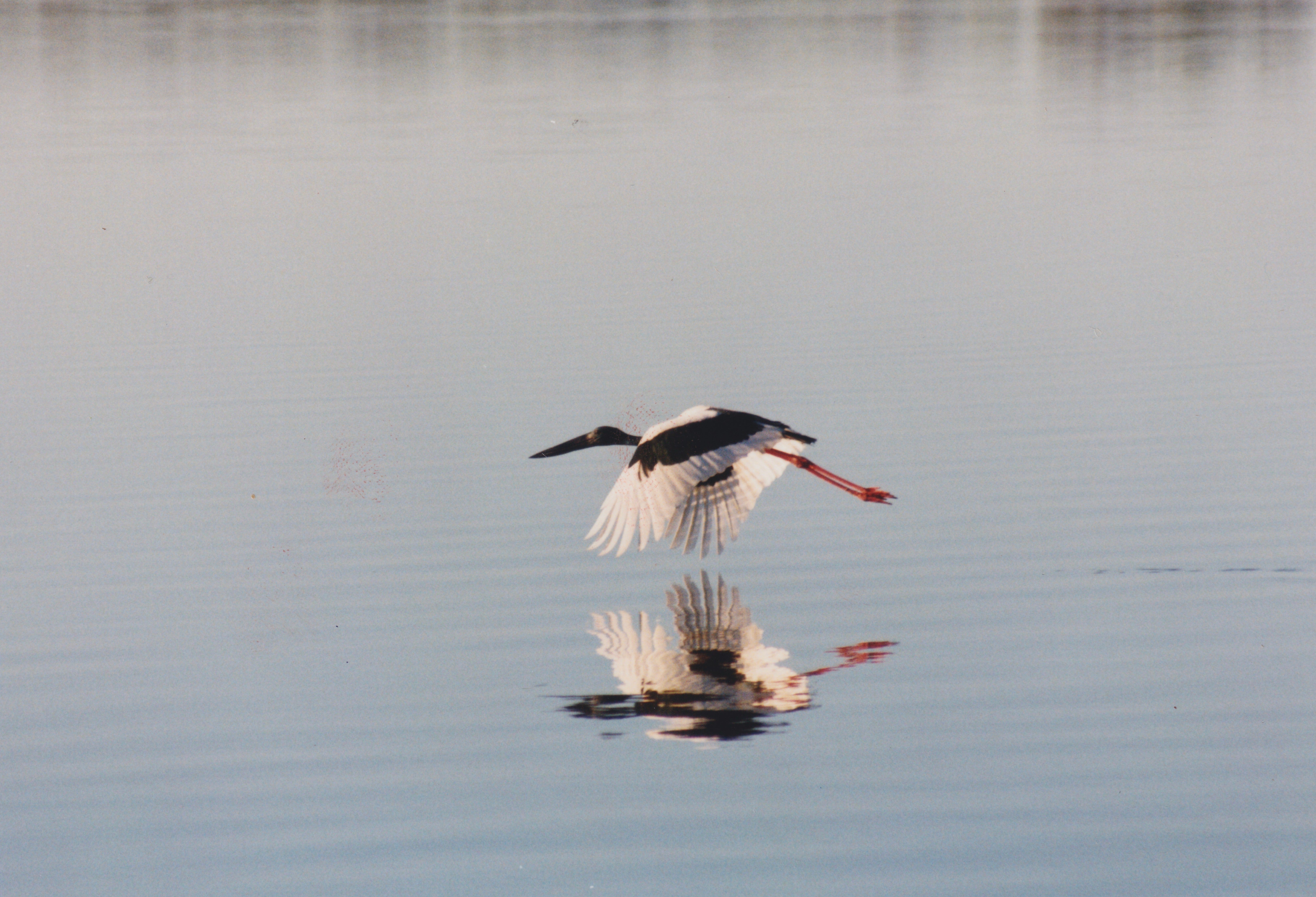 Jabiru on Lake Weyba. Photo courtesy of Jane Powell.
