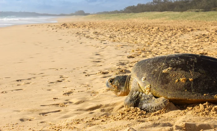 Green Sea Turtle in a rare daytime appearance laying her eggs on Bokarina Beach. Brown sandy beach and blue sea in the distant background. 