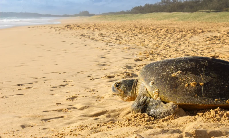 Green Sea Turtle in a rare daytime appearance laying her eggs on Bokarina Beach. Brown sandy beach and blue sea in the distant background.
