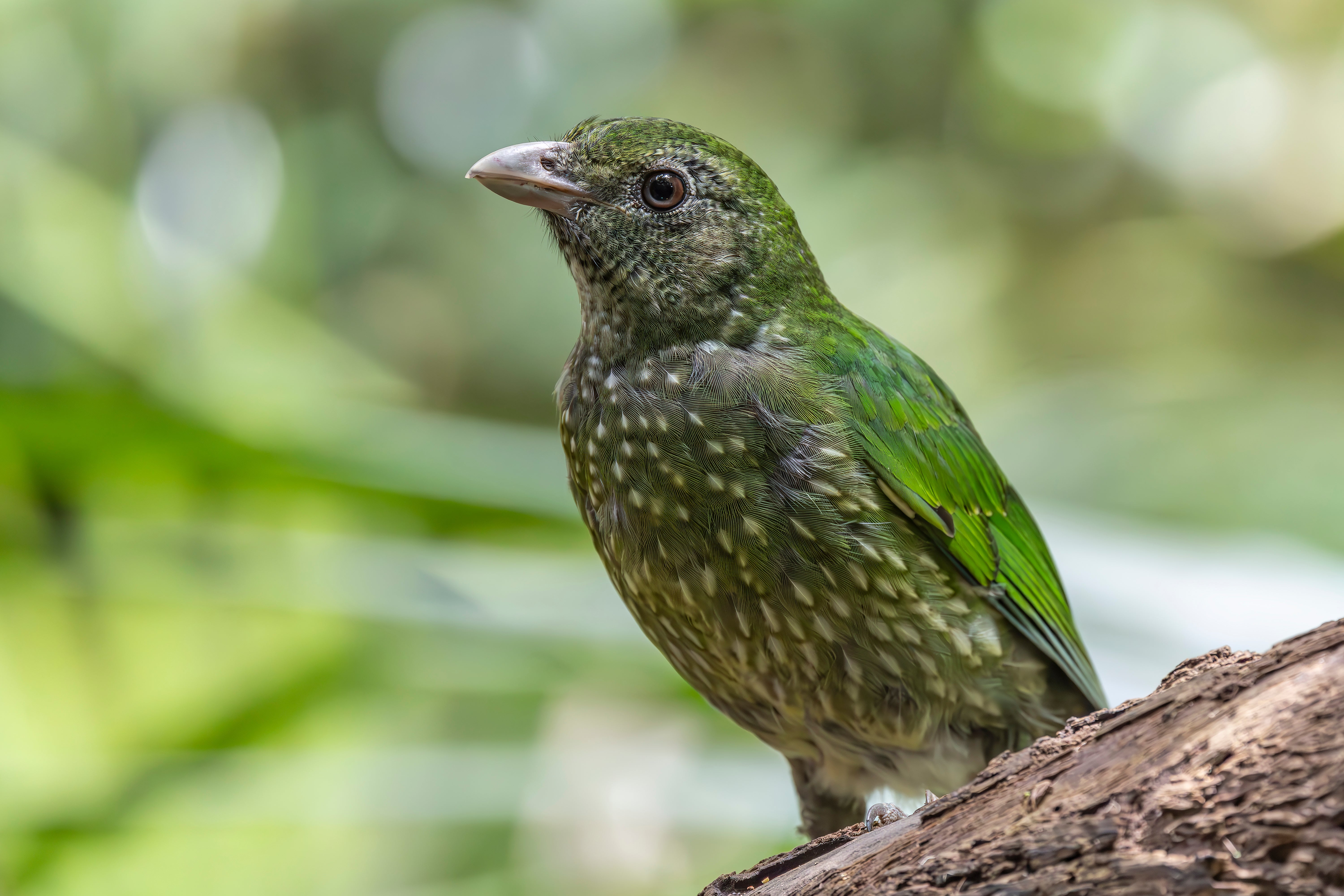 A green catbird.