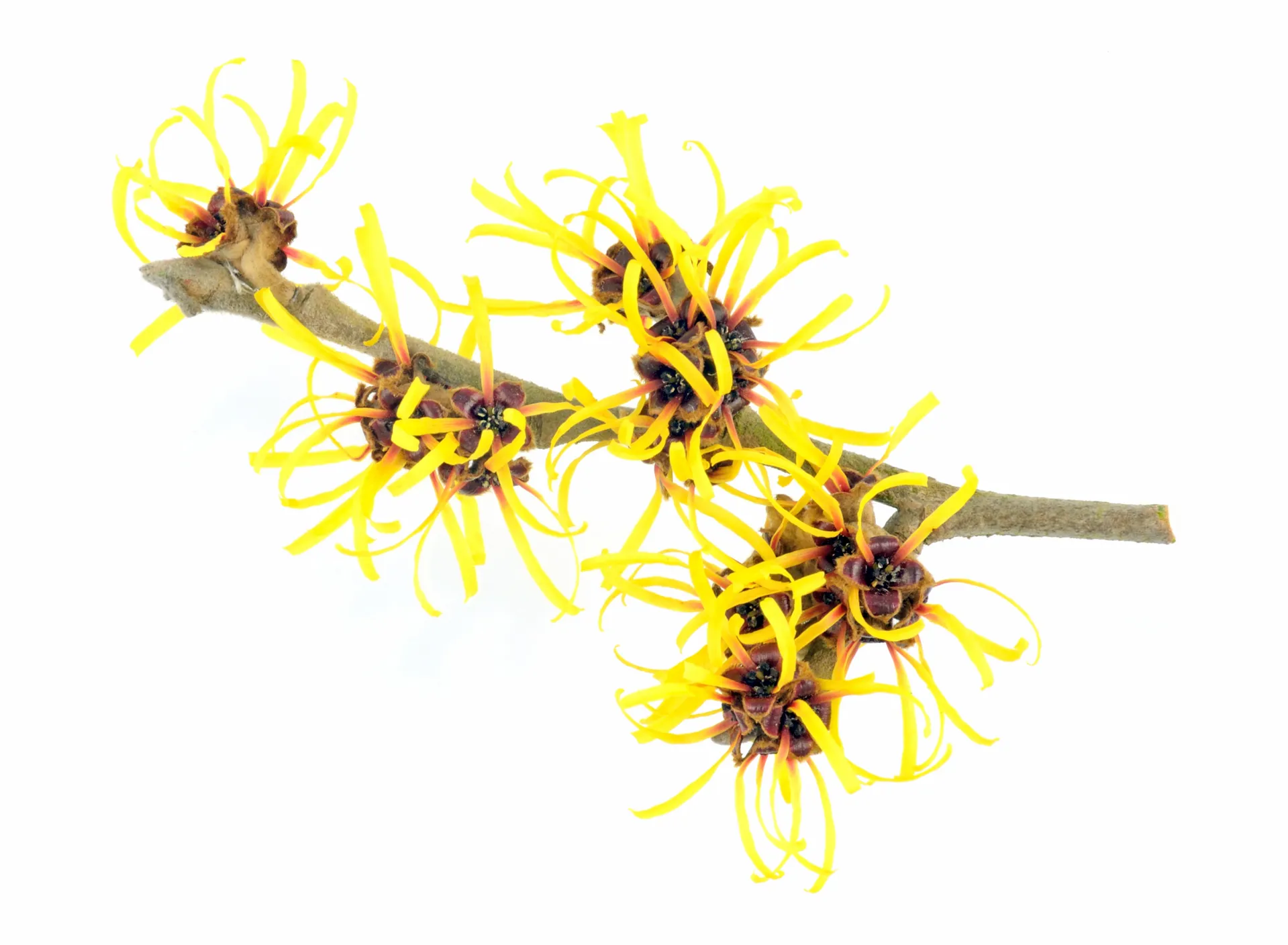 witch hazel plant