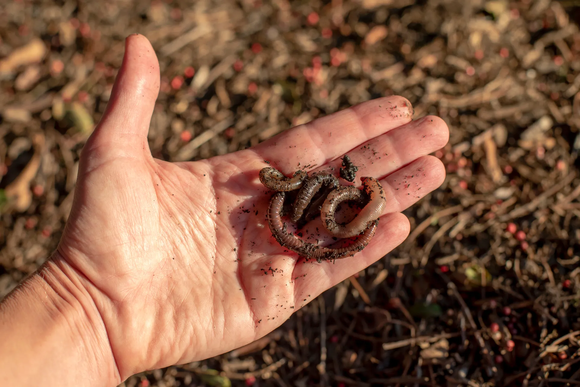 male hand holding composting worms