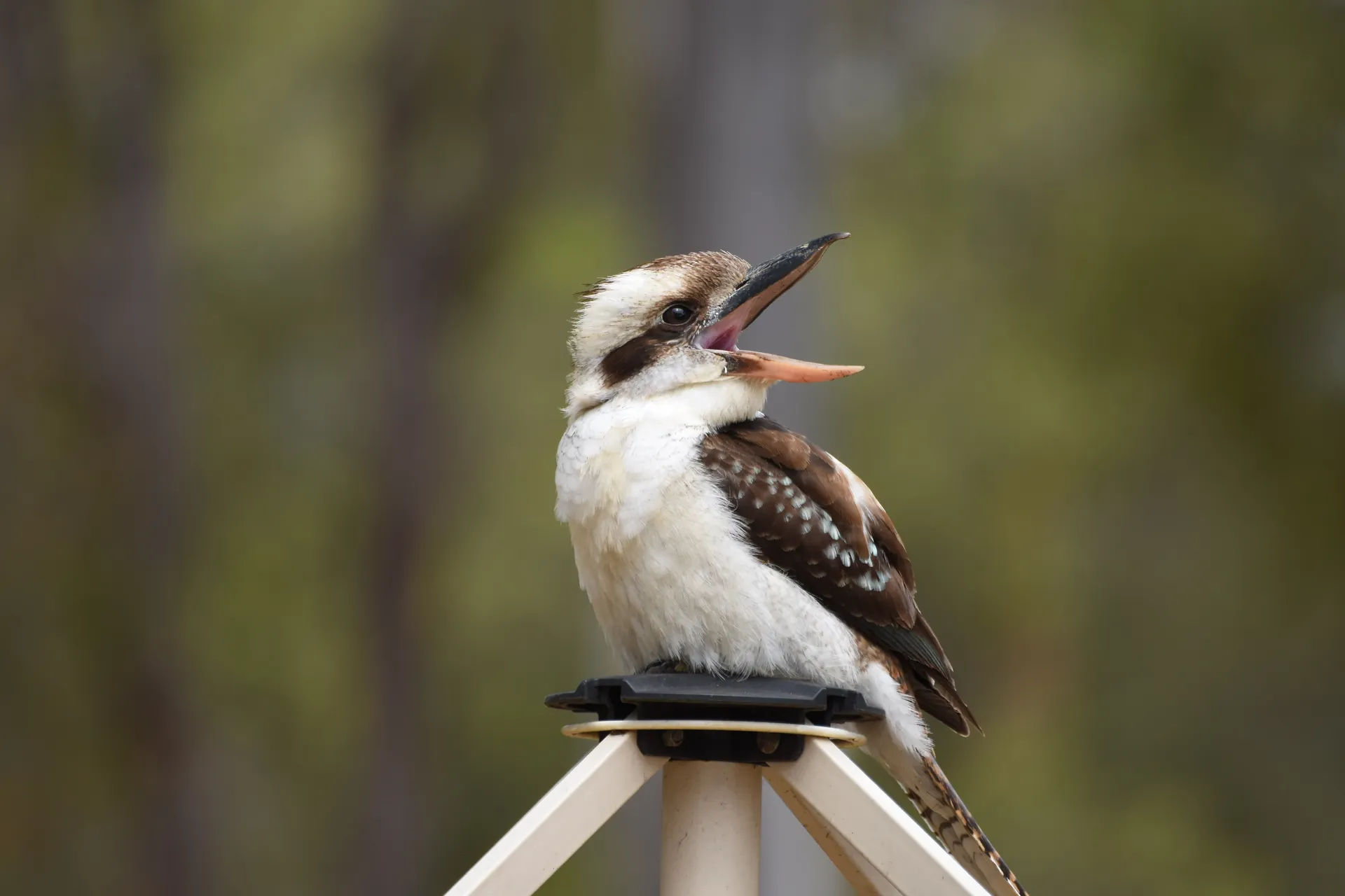 Laughing Kookaburra perched on a steel clothesline