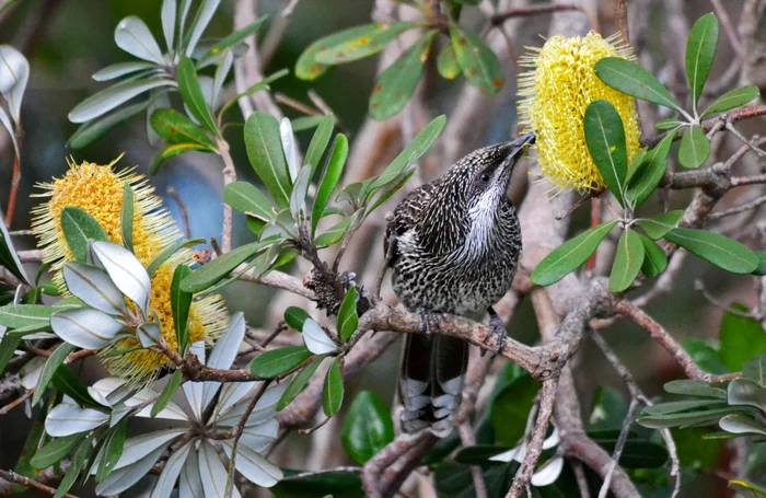 Wattlebird feeds on a flower.