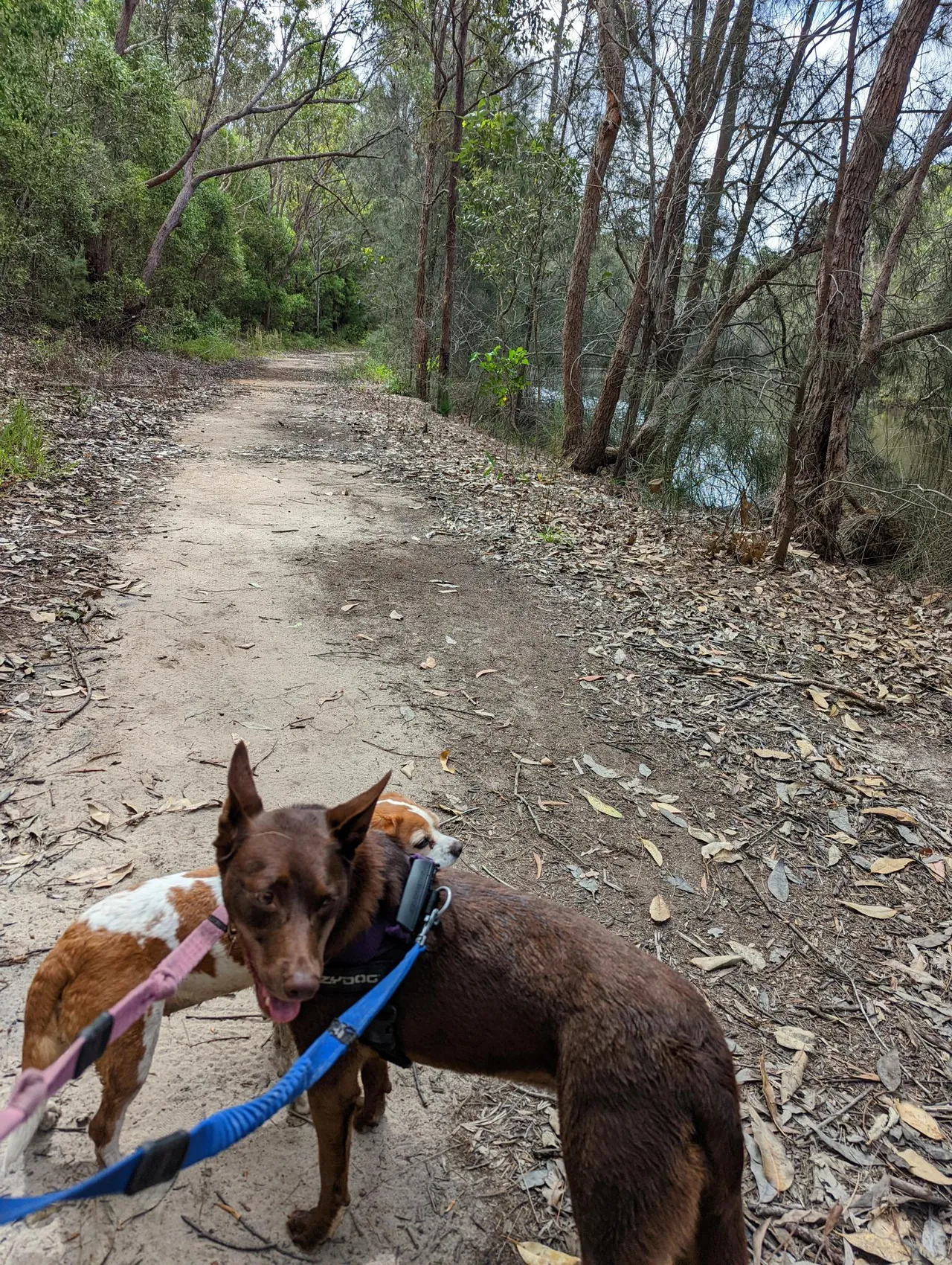 Stumers Creek to Magenta Drive Park, Coolum