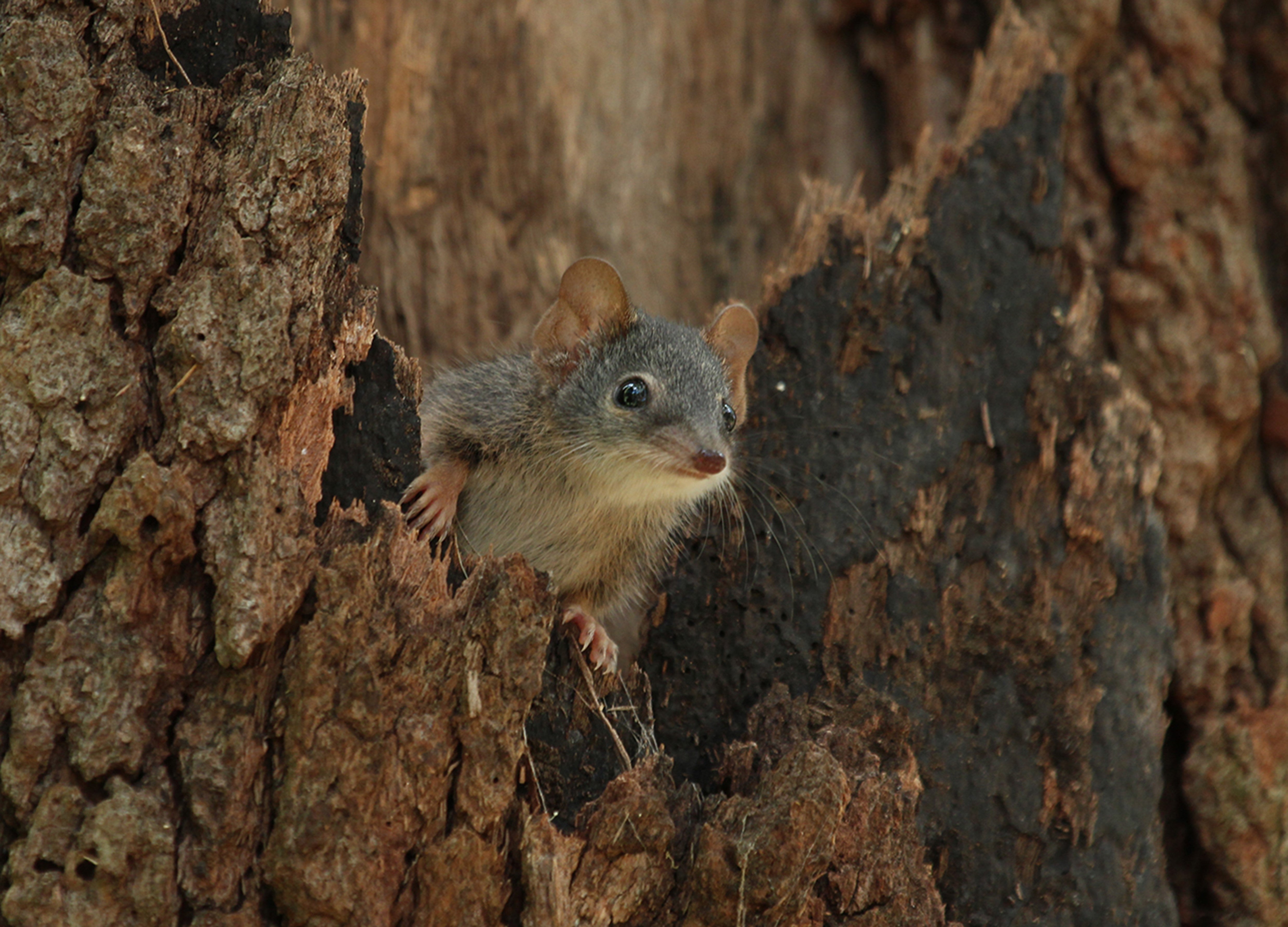 PHOTO%201%20CLAXTON_Christina_Didillibah_Yellow-footede%20Antechinus.JPG