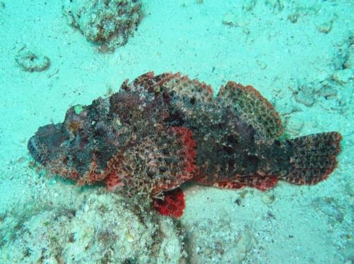 Stonefish on the Sunshine Coast