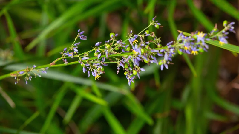 Flax Lily, Dianella caerulea