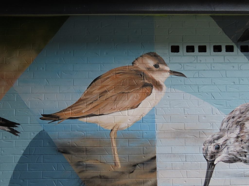 
North Shore Mural Greater Sandplover